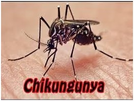 Chikungunya-1